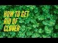 How to get rid of clover in your lawn