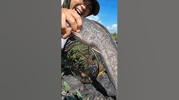 Kinh khủng khiếp!!! Thăm lờ cá lóc cải tiến gặp phải con cá khổng lồ run tay #mientay #fishing