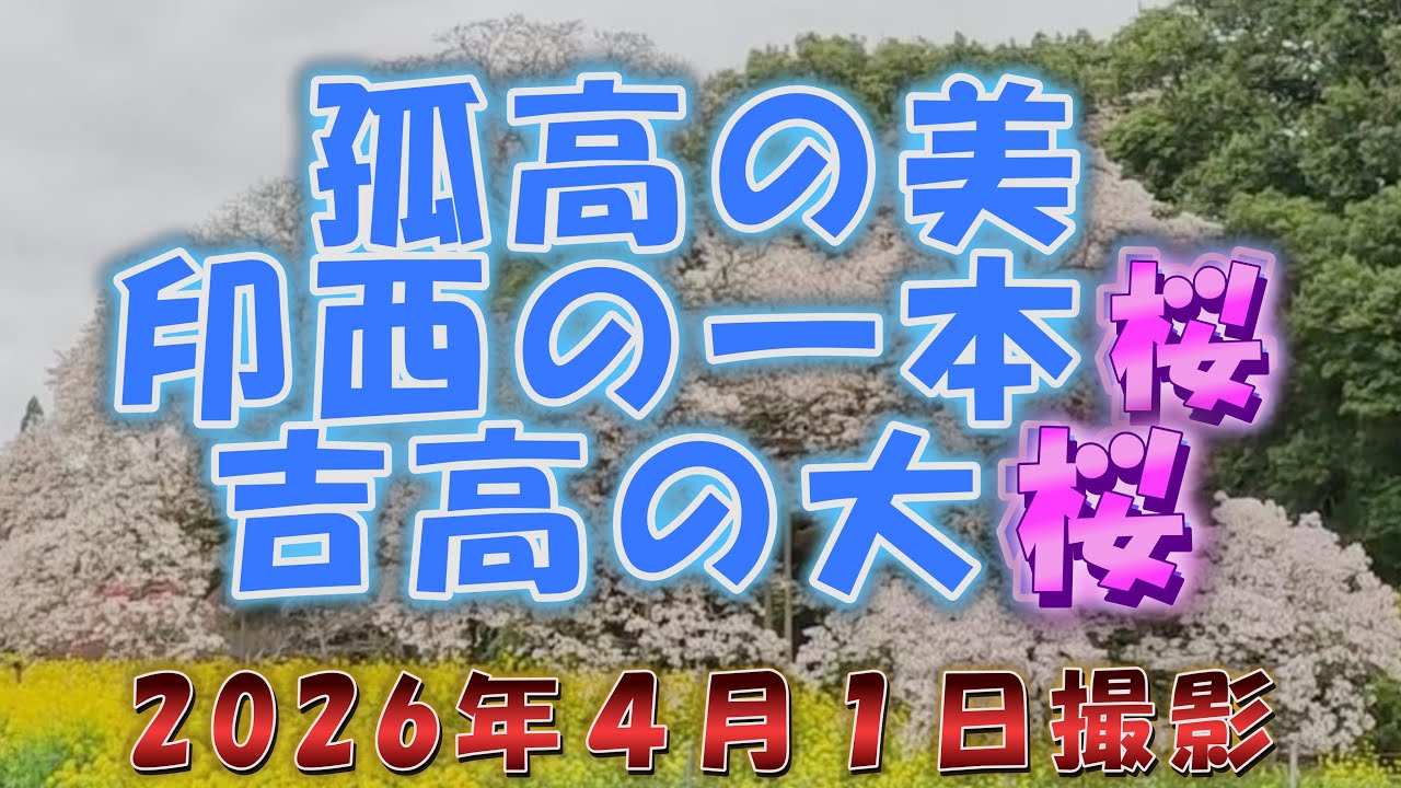 囲炉裏　桜の木 座卓・ちゃぶ台