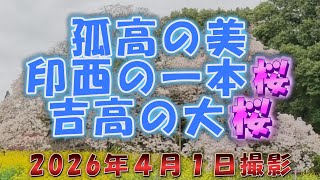 A 400-year-old cherry tree!! Yoshitaka's Great Cherry Tree