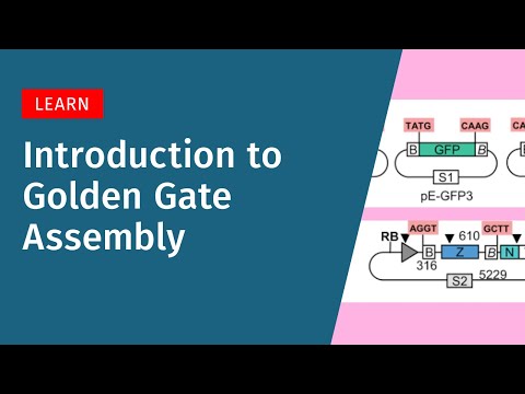 Introduction to Golden Gate Cloning