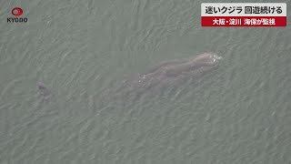 【速報】迷いクジラ、回遊続ける 大阪・淀川、海保が監視