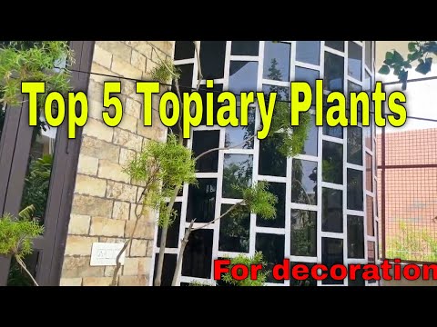 Video: Topijų krūmų sodinimas: kokie yra geriausi augalai