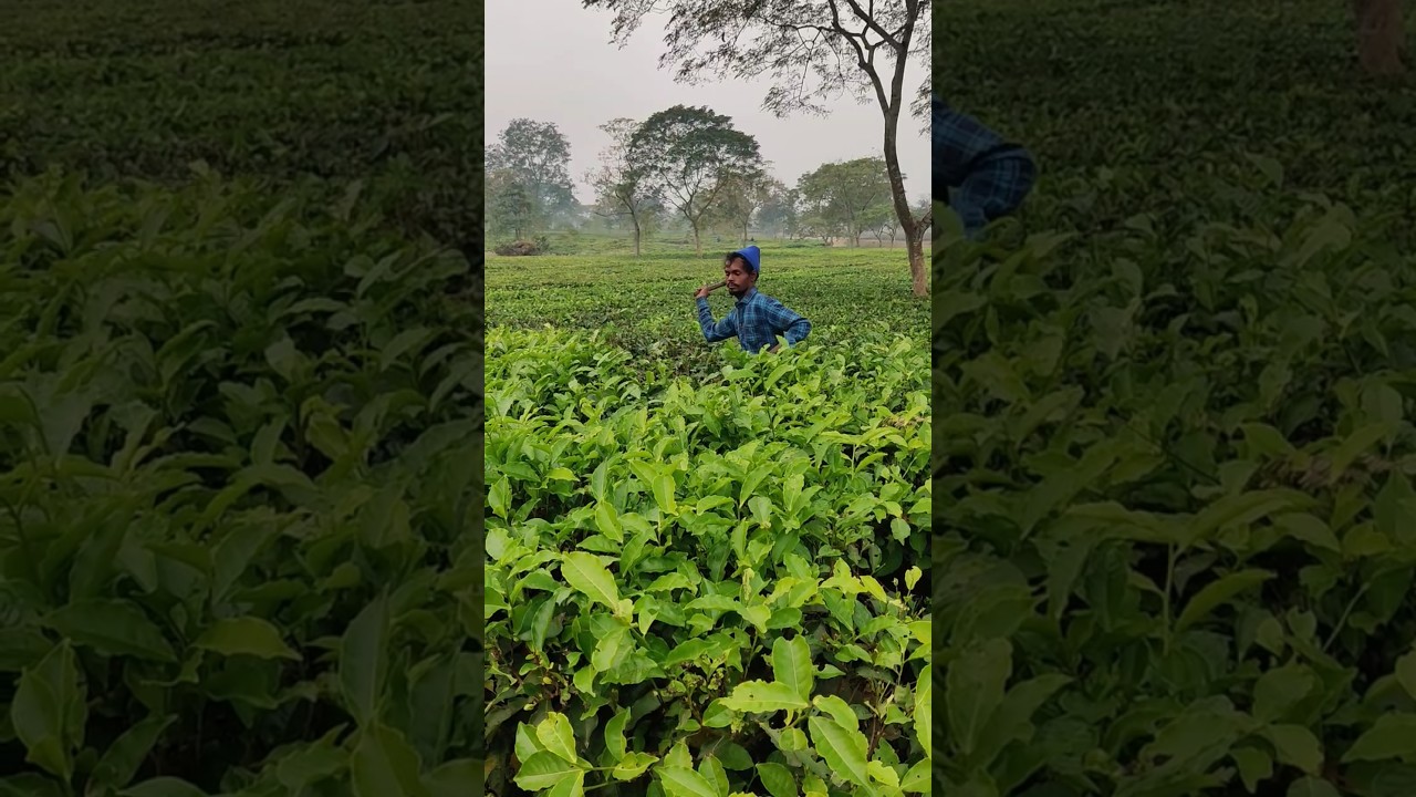 😳The Art of Pruning Tea Plant 🌱 🤯 