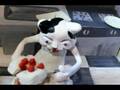 おたんじょうび - happy birthday - art animation puppet animation
