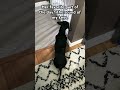 THE BEST WELCOME HOME #dog #puppy #doggielife #dachshund #pets #home #waiting
