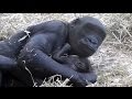 Newborn baby gorilla bonds with mother at Calgary Zoo