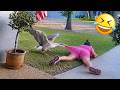 When Animals Have Other Plans 😂 Funniest Animal Videos 2026 Mp3 Song