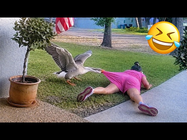 Funniest Animal Videos 2026 😂 When Animals Have Other Plans