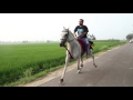 one of the fastest pacer horse  in India