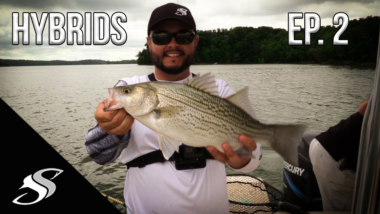 Hybrid Striped Bass Fishing with Alabama Rigs – Bucket List Series EP. 2 