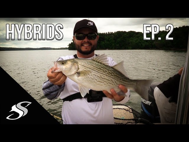 Hybrid Striped Bass Fishing with Alabama Rigs – Bucket List Series EP. 2 