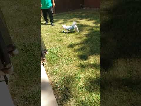 Dog playing catch... #doglife #dog