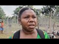 Canal Fanafo livestock show | VBTC News