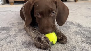 Archie the German Shorthaired Pointer Following Instructions and Going to the Vet for the First Time
