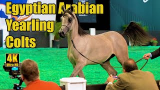 Egyptian Arabian Yearling Colts at Scottsdale Arabian Horse Show