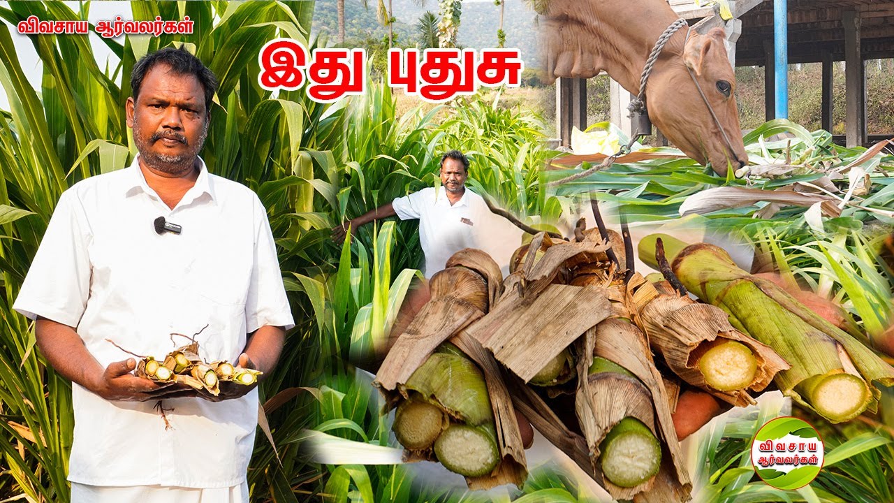 பால் அதிகம் கறக்குமாம்|அதிக விளைச்சல் கொடுக்கும் புதிய ரக தீவனப்பயிர் 