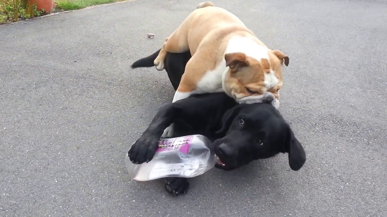 Bulldog takes on Black Lab