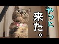 帰って来た!!主の帰宅が嬉しくてたまらない猫
