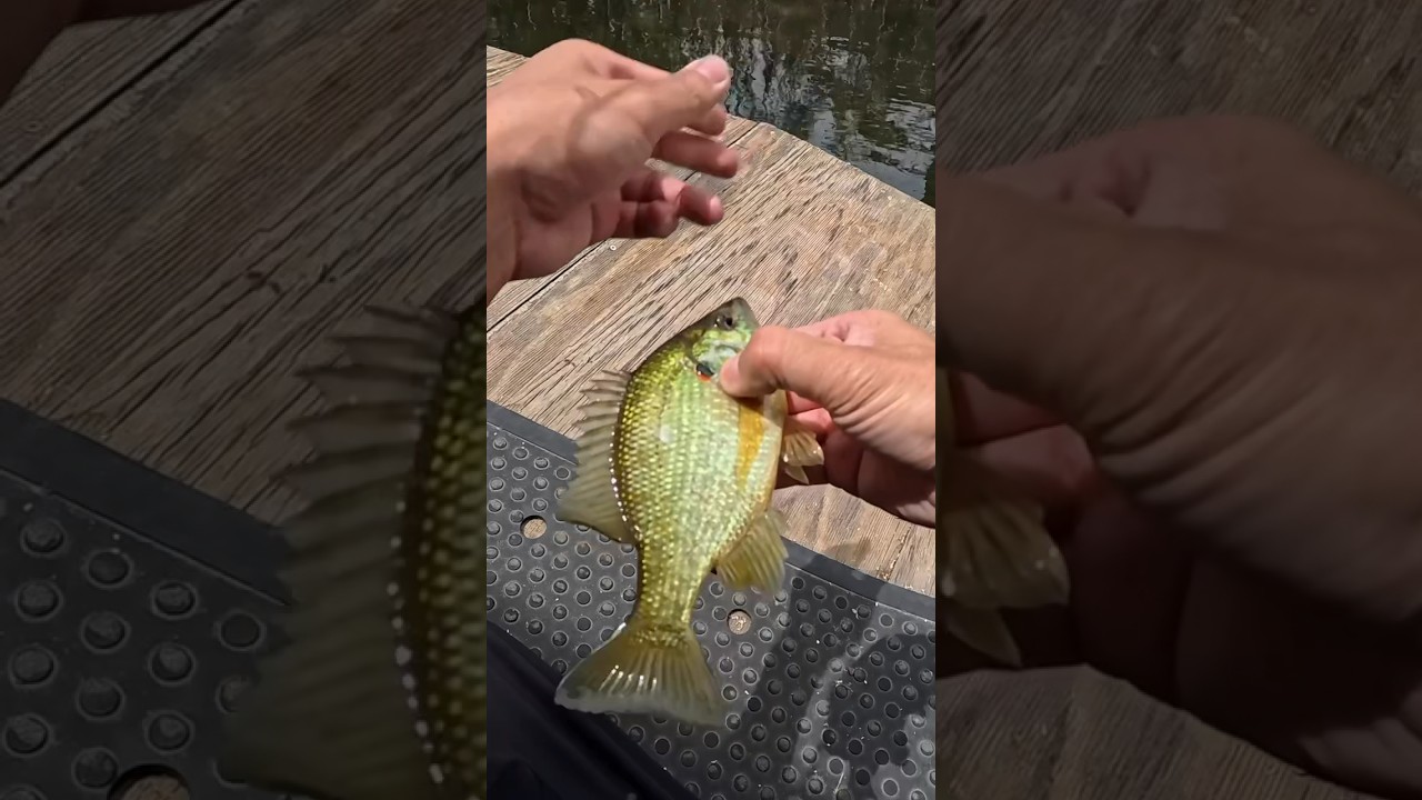 Catching fishing on the Cali delta 