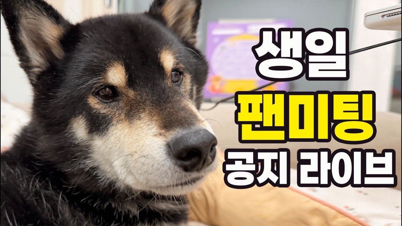 탱탱이 11세 생일기념 제주도 팬미팅 공지 라이브