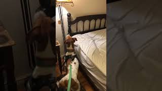 A Bed Bug Sniffer Dog in Action