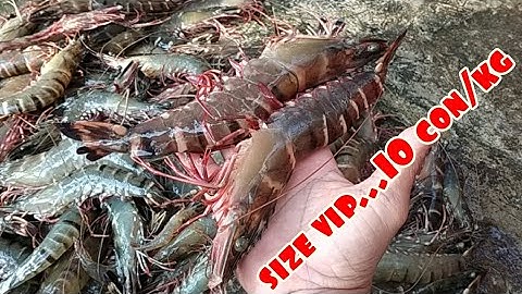 Tôm sinh thái 100% rừng ngập mặn | Năm Căn Cà Mau