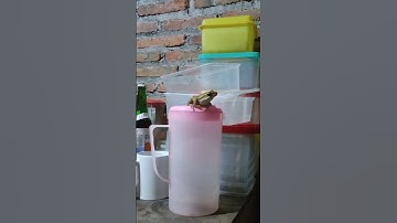 katak pohon di atas meja #shortvideo #shorts #short #katak