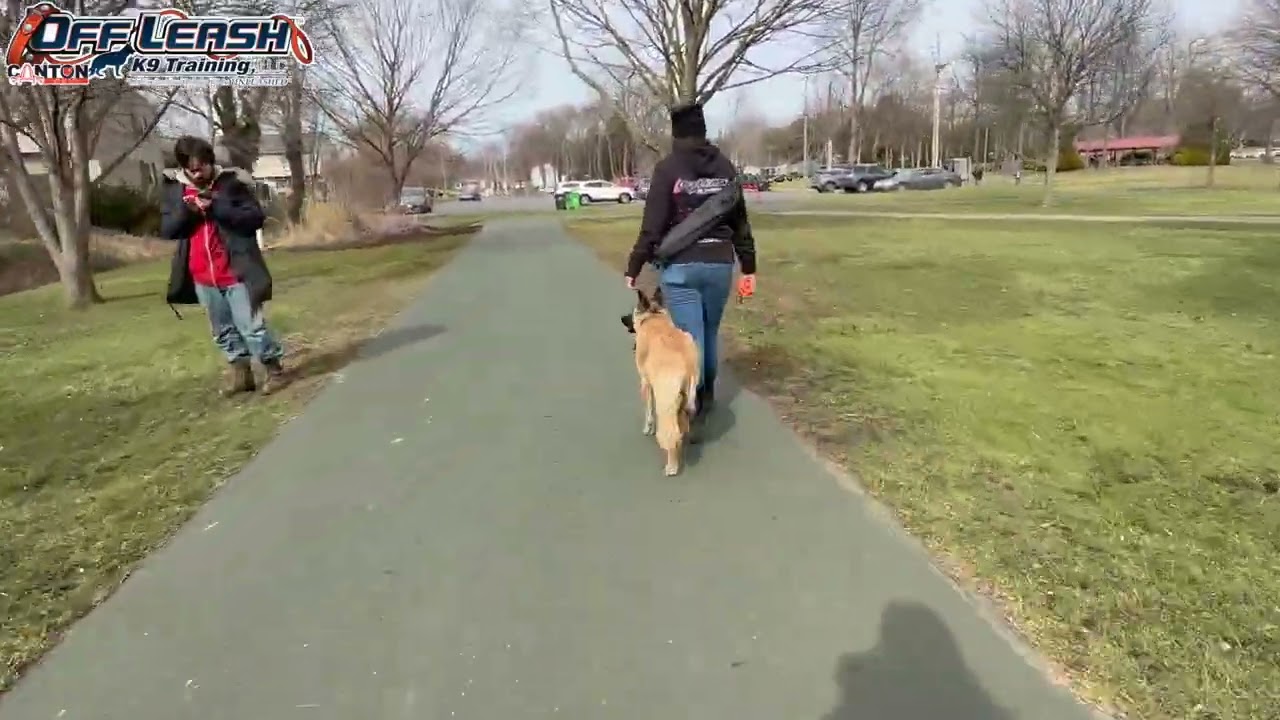 Sadie | 6 Month Old Anatolian/German Shepherd Mix | 2 Week Board and Train | E-Collar Obedience