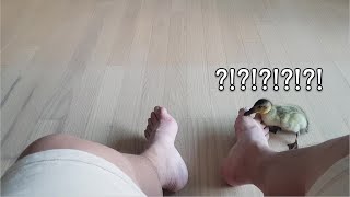 인간의 발냄새에 극대노하는 오리 a duck angry at the smell of human foot. screenshot 4