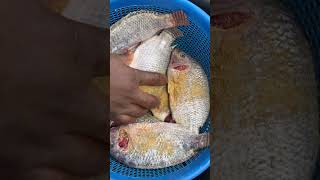 Comment préparer sauce graine + crincrin + pâte de maïs - Partie 1 #cooking #artculinaire #cusine