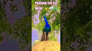 Peacock 🦚 evil eye najar💫🌧️🦚🌈#youtube#Ytshorts#peacock#mor #amazingbird#beautifulbird#mewing#Newpavo