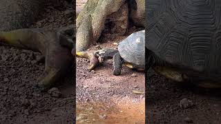 Olha essa tartaruga
