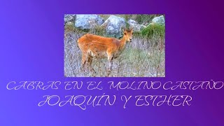 YEMEDA (MOLINO CASTAÑO) Cabras montesas