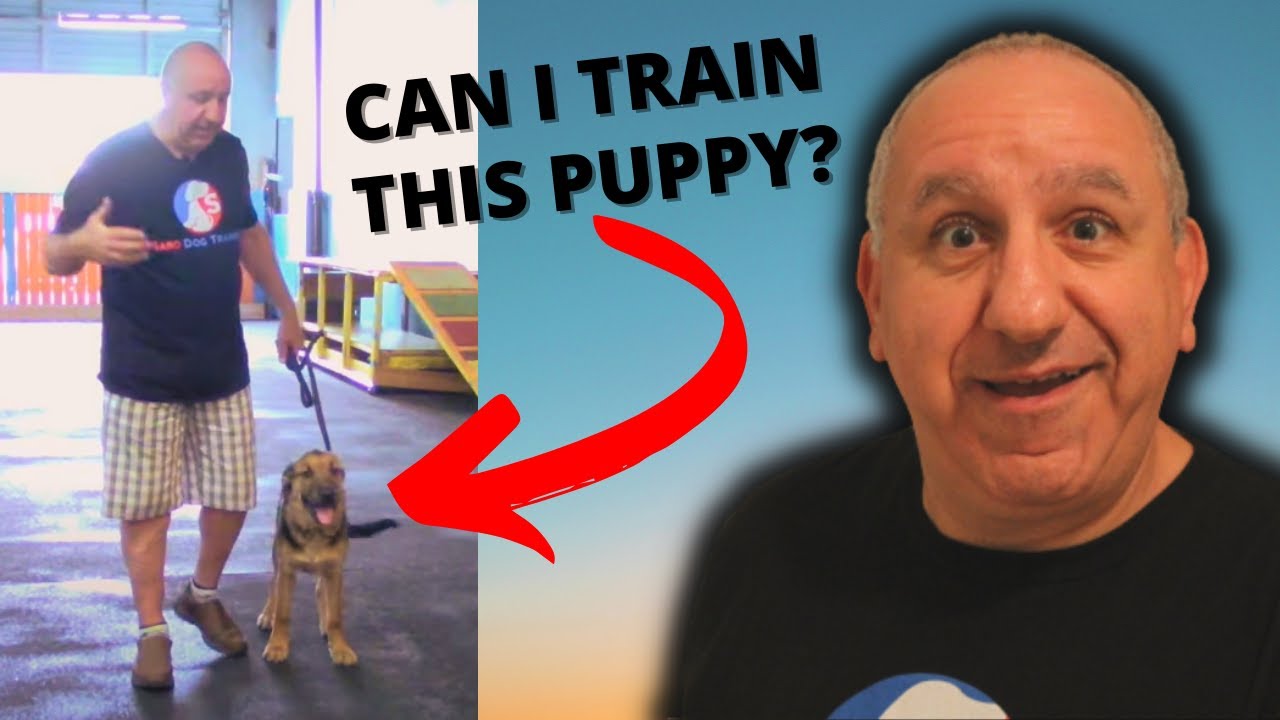 basic dog training without treats