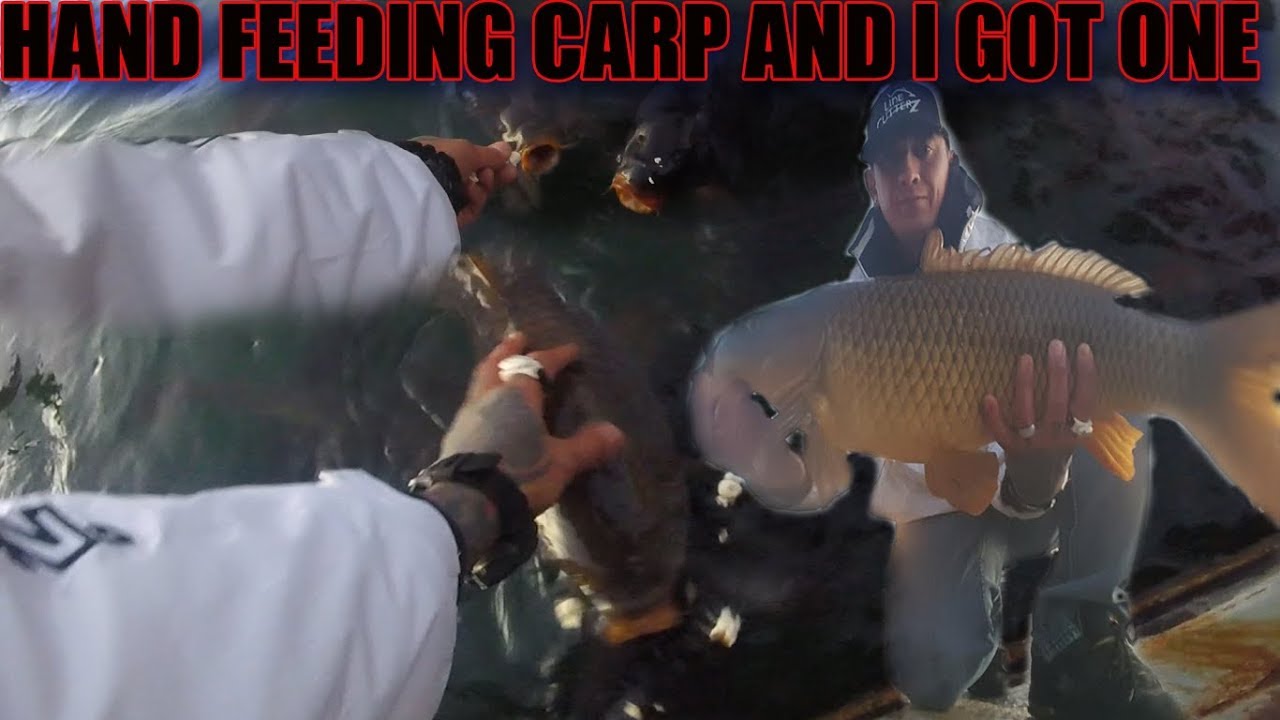 Hand feeding Carp And I Had To Catch One For 2018 YouTube