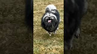 Happy Boy!!!#keeshond #happydog