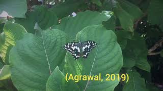Famous Insect apocalypse - A documentary short Profile
