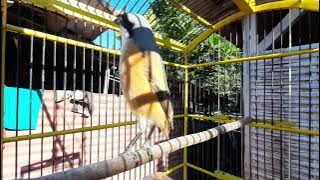 CENDET BONDOL GACOR DOR - MASTERAN CENDET FULL ISIAN | CENDET MENOLAK BISU