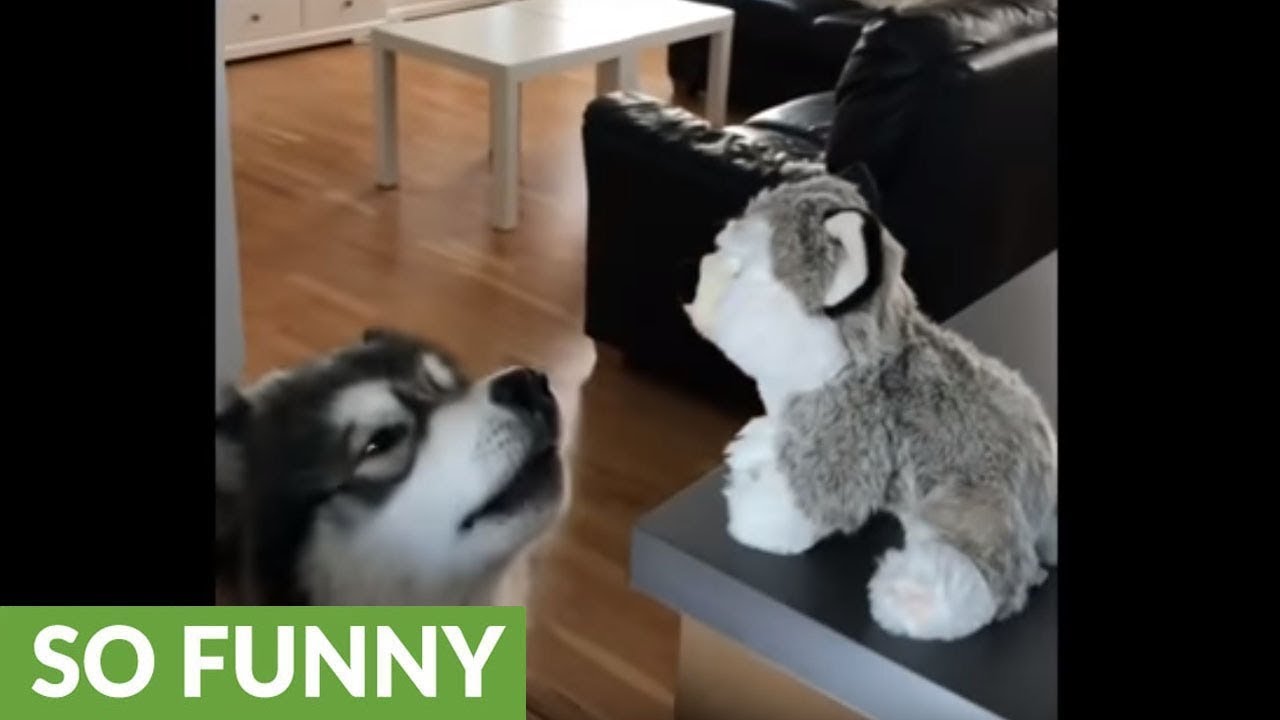 Jealous dog wants stuffed animal toy all to himself YouTube