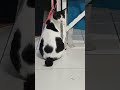 bismillah cat or cow.. #bekasi #cat #fypシ゚viral #video #madina #mekkah