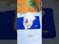 Lucu Rarity Kaget #cat #memes #funny #catshorts #cat #cute #love #cutecat #pets