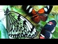 Butterflies flying in slow motion  houston butterfly museum