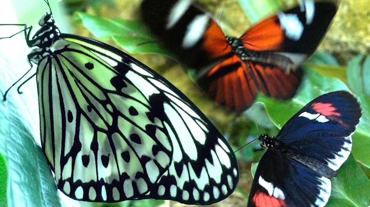 Butterflies Flying in Slow Motion HD - Houston Butterfly Museum - DayDayNews