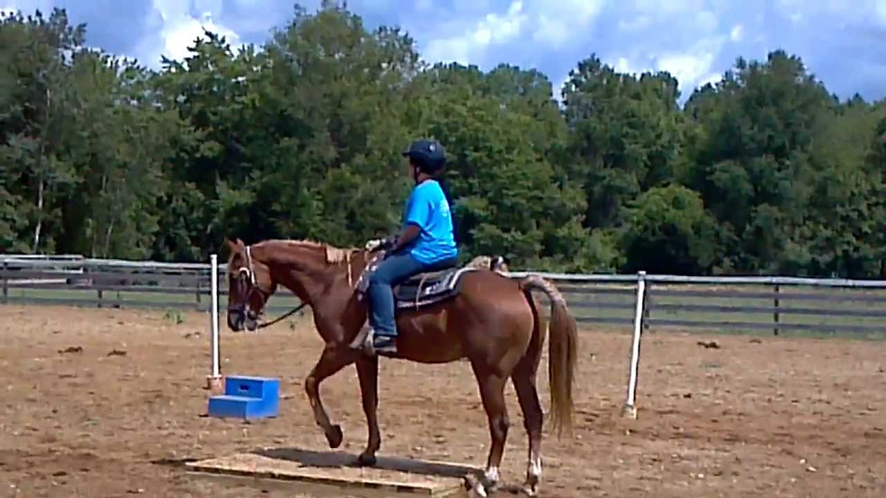 The Gassy Horse at Camp YouTube