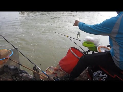 Thánh câu cá móm là đây | Thanh niên bỏ 150k , chỉ để câu cá móm
