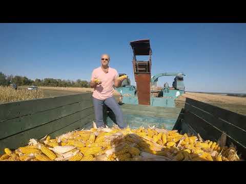 ДБ Хотин 🌽 Уборка кукурузы Хотин (ФАО 280) - семена кукурузы ✅ на посадку