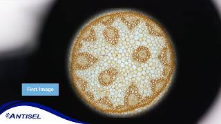 First Image with @ZEISSMicroscopy's Primostar 1 Microscope | ANTISEL