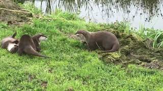 Frolicking Otters