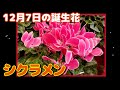 12月7日の誕生花 シクラメン どんな花？あなたに送る花言葉は?